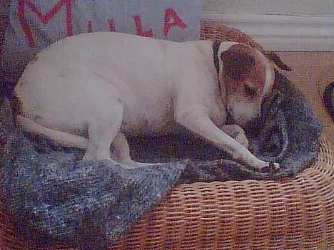 Dansk svensk gaardhund Milla AFLIVET. D. 25-09 - Er så træt billede 5