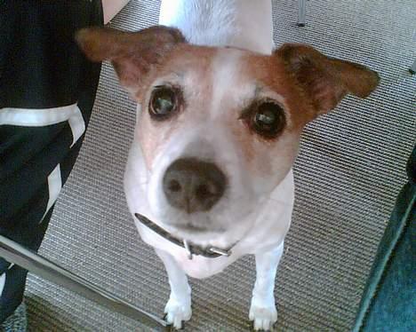 Dansk svensk gaardhund Milla AFLIVET. D. 25-09 - i sommerhus billede 6