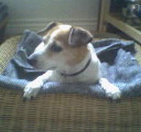 Dansk svensk gaardhund Milla AFLIVET. D. 25-09 - milla i hendes nye kurv billede 7