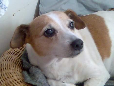 Dansk svensk gaardhund Milla AFLIVET. D. 25-09 - ligger og tager en slapper billede 8