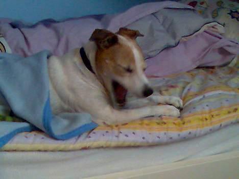 Dansk svensk gaardhund Milla AFLIVET. D. 25-09 - jeg er så træt billede 9