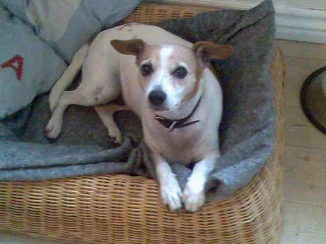 Dansk svensk gaardhund Milla AFLIVET. D. 25-09 - ligger og tager en slapper billede 10