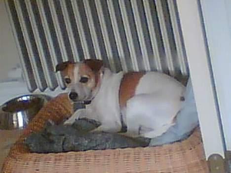 Dansk svensk gaardhund Milla AFLIVET. D. 25-09 - ligger og tager en slapper billede 11