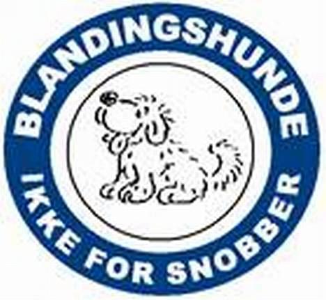 Blanding af racer Carlos billede 19