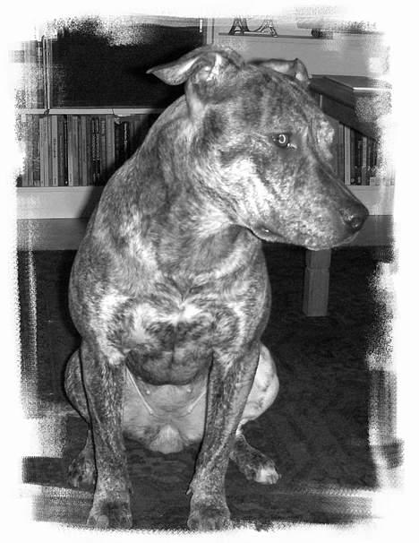 Amerikansk staffordshire terrier ¤ Nala ¤ (7Soveren) - Nala - 14/2-07 billede 5