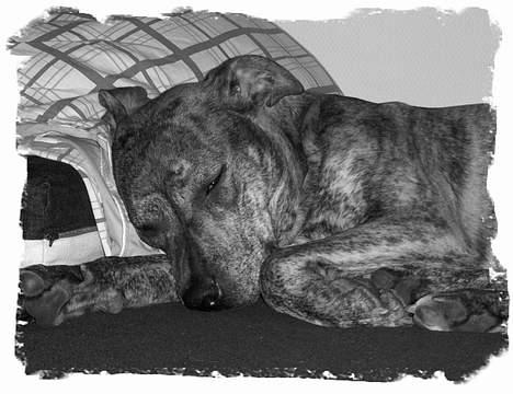 Amerikansk staffordshire terrier ¤ Nala ¤ (7Soveren) - Nala - PutteGrisen! billede 6