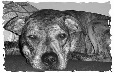 Amerikansk staffordshire terrier ¤ Nala ¤ (7Soveren) - Nala - Lige Vågnet :o) billede 7