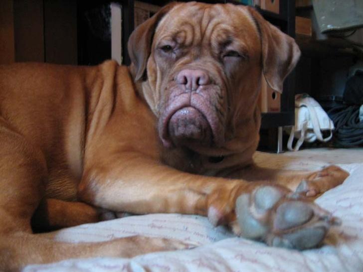 Dogue de bordeaux Vega - Lige vågnet...og morgenlækker! billede 1