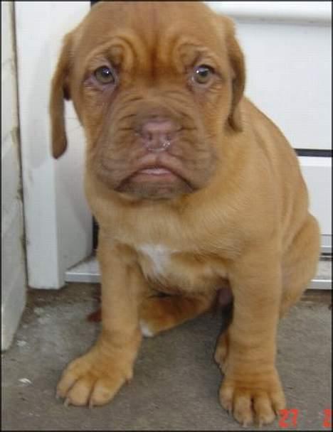 Dogue de bordeaux Vega - 8 uger gammel.... billede 2
