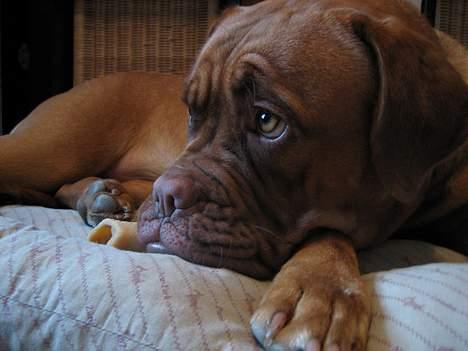 Dogue de bordeaux Vega - Det mest overbærende syn på tilværelsen..... billede 3