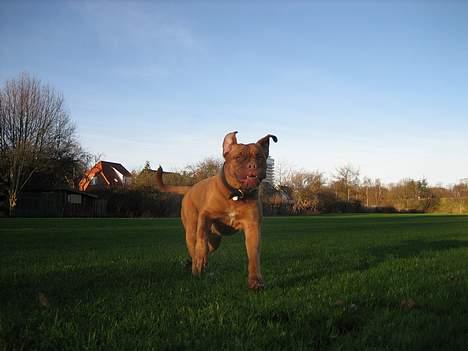 Dogue de bordeaux Vega - På fodboldbanen.... billede 4