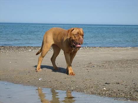 Dogue de bordeaux Vega - Vega på stranden 7 mdr gammel billede 5