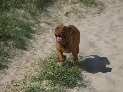 Dogue de bordeaux Vega - Gennem klitterne med 200 km i timen... billede 6
