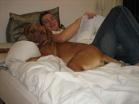 Dogue de bordeaux Vega - Hygge og lektielæsning.... billede 7