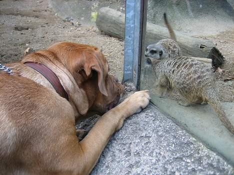 Dogue de bordeaux Vega - I zoo have. Vega ELSKER små dyr...kærligheden er bare ikke altid gengældt! billede 8
