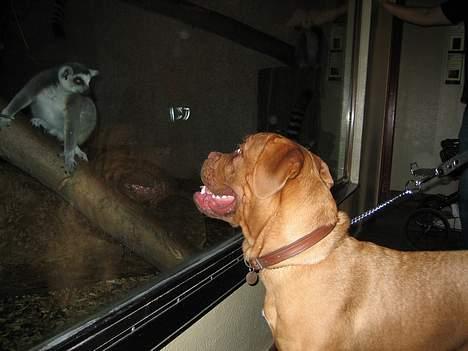 Dogue de bordeaux Vega - Dybt fascineret af aberne i zoo... billede 9