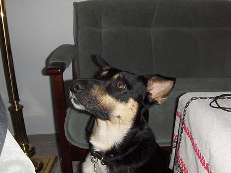 Blanding af racer Buller - Skal vi lege?? billede 1