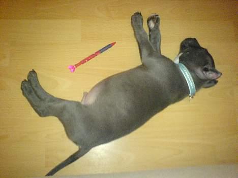 Amerikansk staffordshire terrier Chico - Så lille var han da jeg fik ham... 3.50 kg!!? :) billede 14