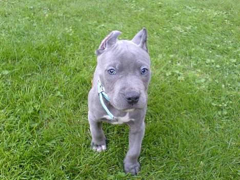 Amerikansk staffordshire terrier Chico - Da han var en lille vovse! billede 15