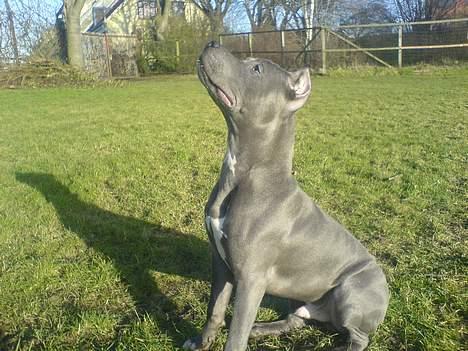 Amerikansk staffordshire terrier Chico billede 16