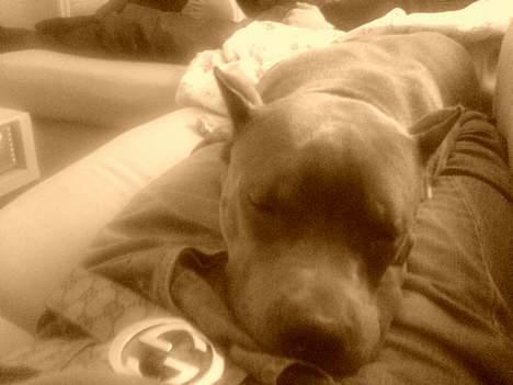 Amerikansk staffordshire terrier Chico - Han elsker at putte!! :) billede 17