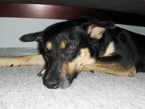 Blanding af racer Buller billede 2