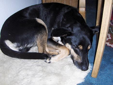 Blanding af racer Buller billede 3