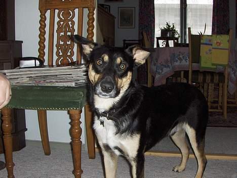 Blanding af racer Buller billede 4