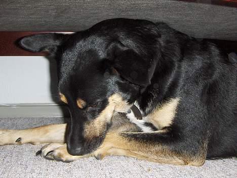 Blanding af racer Buller billede 5