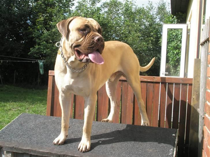 Bullmastiff Bufas - med snuden i sky!!! billede 10