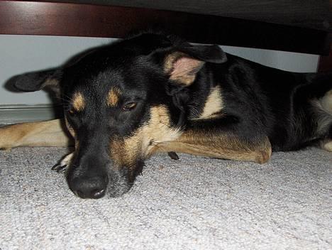 Blanding af racer Buller billede 6