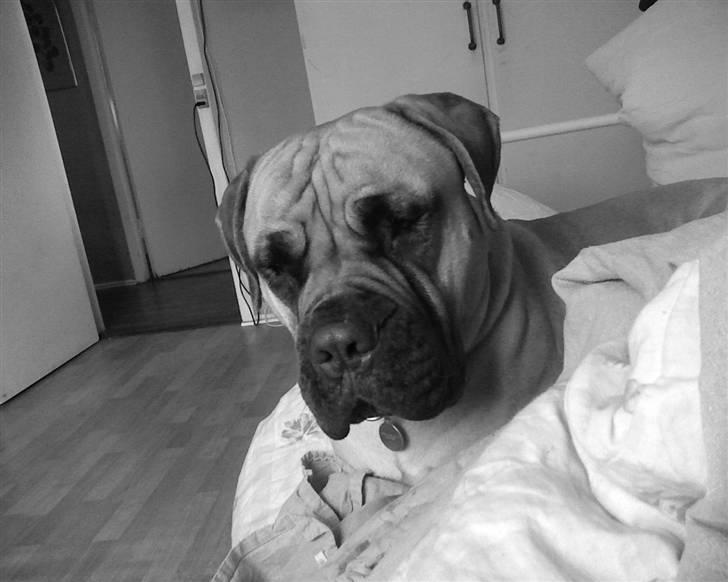 Bullmastiff Bufas billede 12