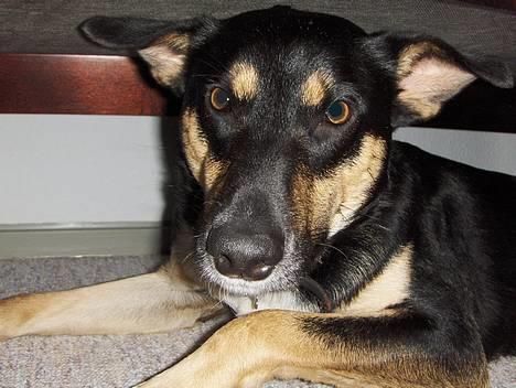 Blanding af racer Buller billede 7