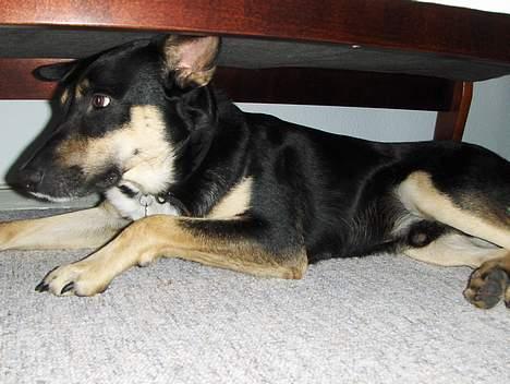 Blanding af racer Buller billede 8