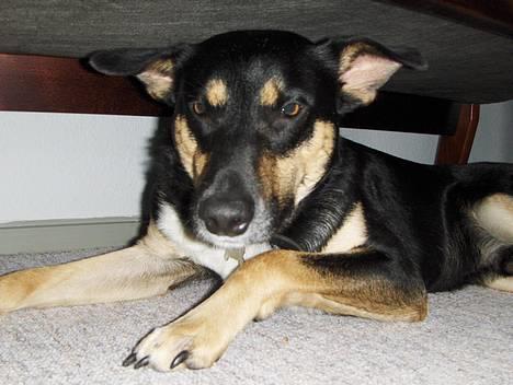 Blanding af racer Buller billede 9