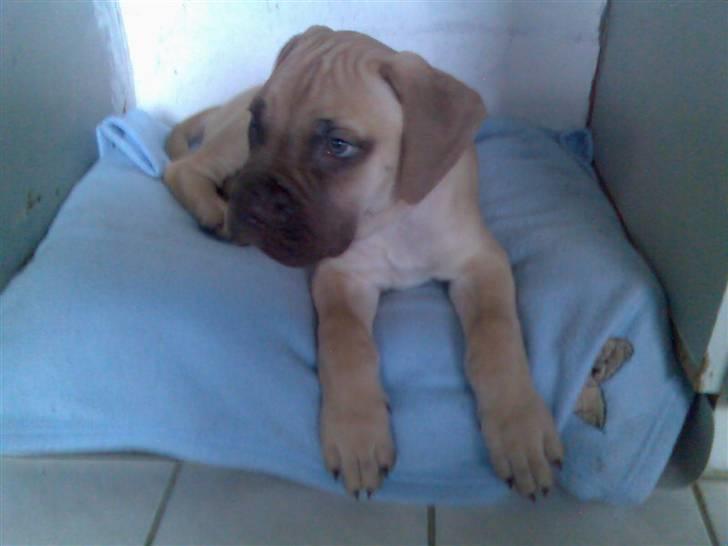 Bullmastiff Bufas - Hovsa billede 15