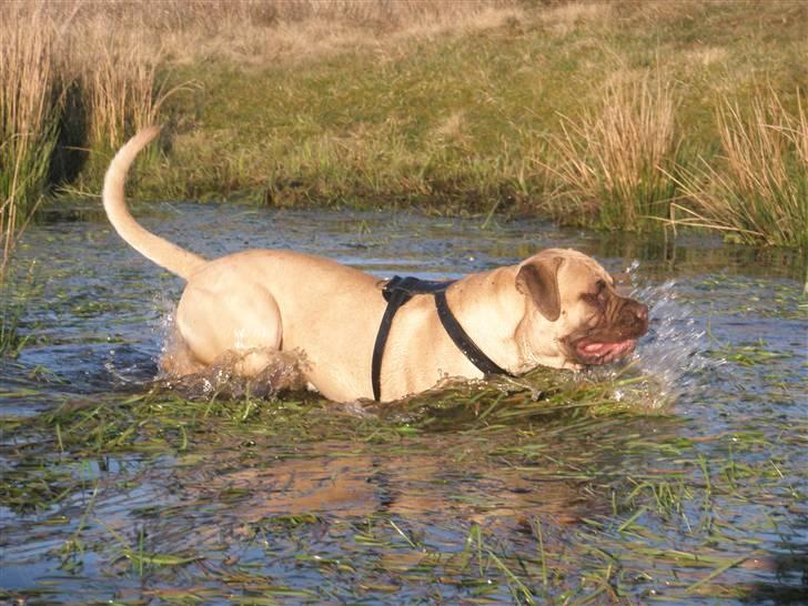 Bullmastiff Bufas billede 16