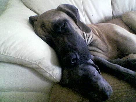 Grand danois Groggy himmelhund - Bufas maser miiiig!! billede 8