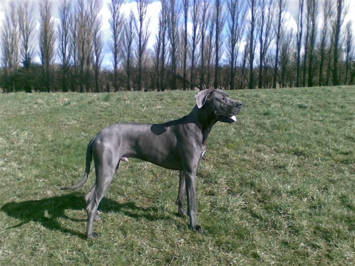 Grand danois Groggy himmelhund - Smukke  mig! billede 9