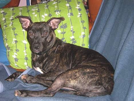 Amerikansk staffordshire terrier Luna - Jeg Eeelsker bare og ligge på fars plads.. billede 1