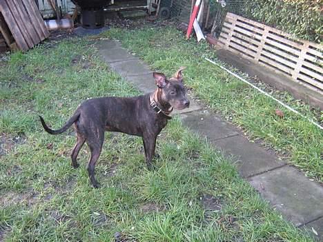 Amerikansk staffordshire terrier Luna - Hov.. Der var en fugl.. billede 2