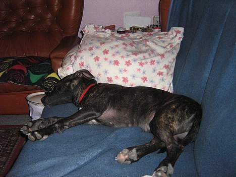 Amerikansk staffordshire terrier Luna - Sover dejligt.. billede 3