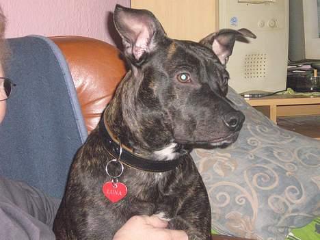 Amerikansk staffordshire terrier Luna - Elsker mor!  billede 4