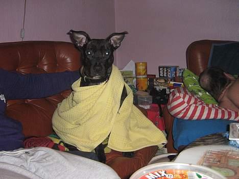 Amerikansk staffordshire terrier Luna - Jeg har lige været i bad.. :D billede 5