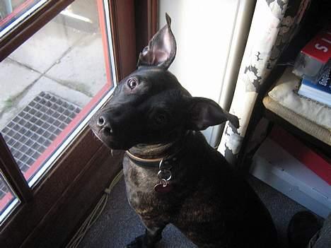 Amerikansk staffordshire terrier Luna - Må jeg ikke nok komme ud og lege i haven? billede 6