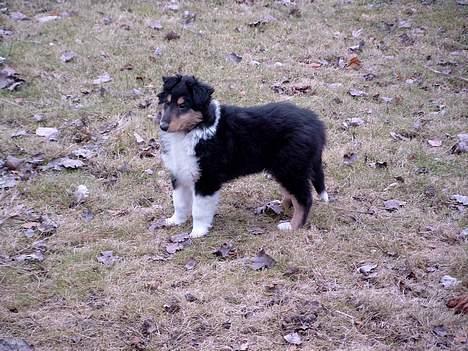 Collie langhåret Simba - sov sødt min skat! - Her er jeg i 2003 som baby billede 5