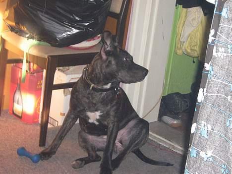 Amerikansk staffordshire terrier Luna - Hov.. Der kommer nogen!! billede 7