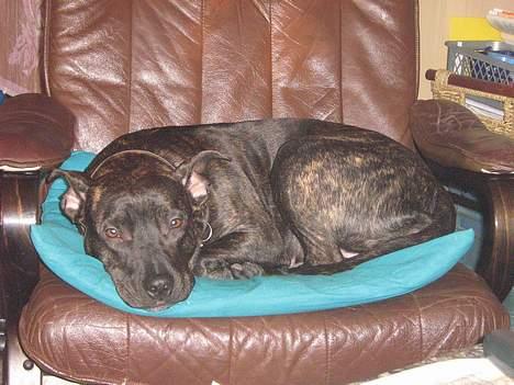 Amerikansk staffordshire terrier Luna - Jeg snupper lige mors stol.. hun gik jo fra den.. billede 8