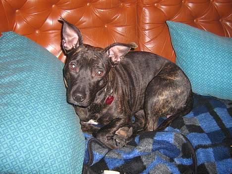 Amerikansk staffordshire terrier Luna - Og hvad skal du lige med den ting der? billede 9