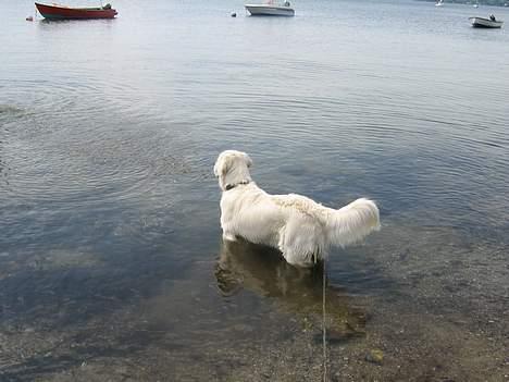 Golden retriever McCartney - McCartney i ebeltoft billede 12